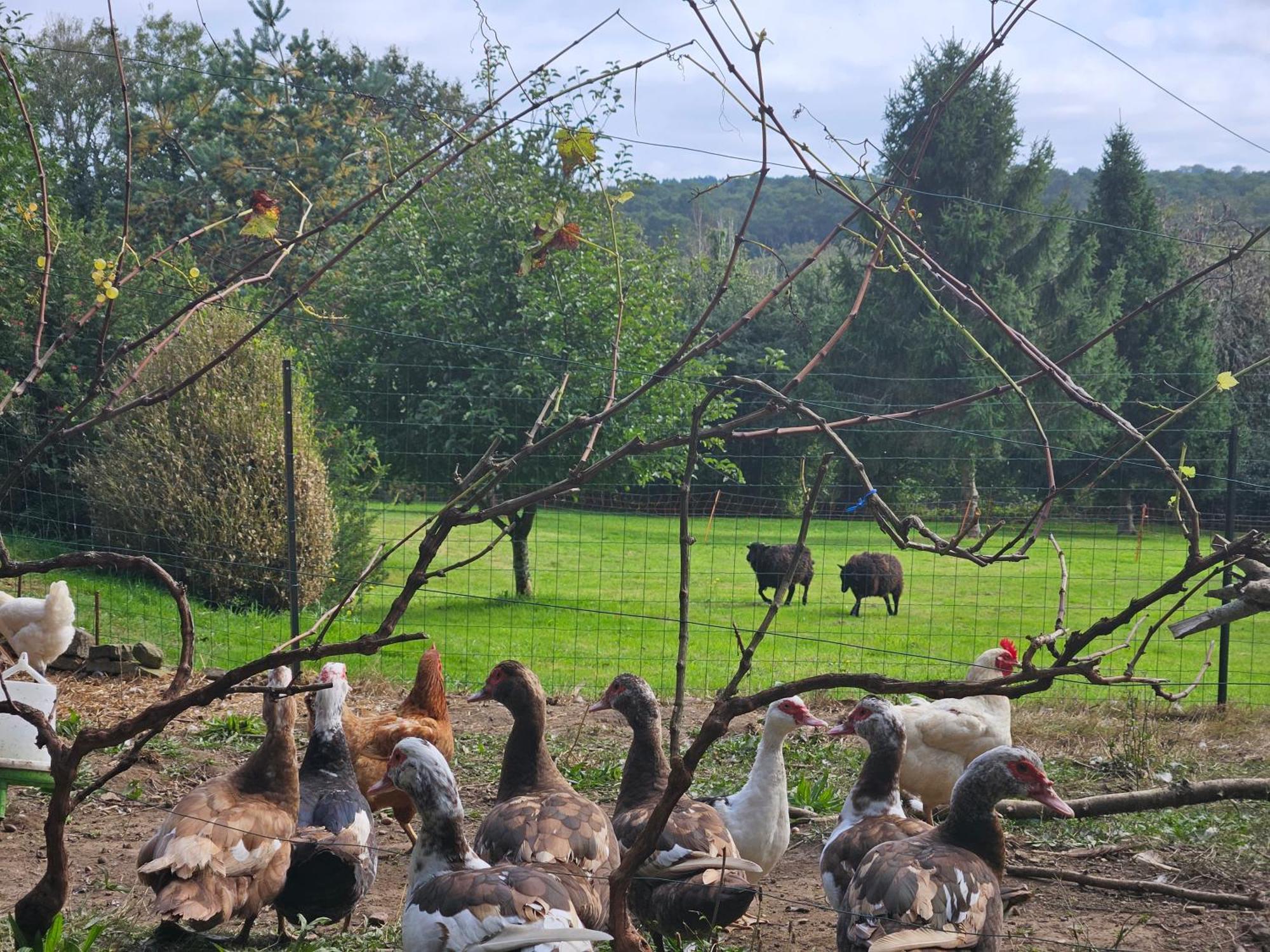 Ti Vaen I Maison Traditionnelle Bretonne & Sauna Lanvéoc Zewnętrze zdjęcie
